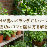 日当たりが悪いベランダでもハーブ栽培。成功のコツと選び方を解説