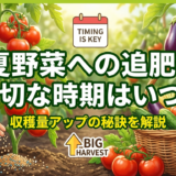 夏野菜への追肥、適切な時期はいつ？収穫量アップの秘訣を解説